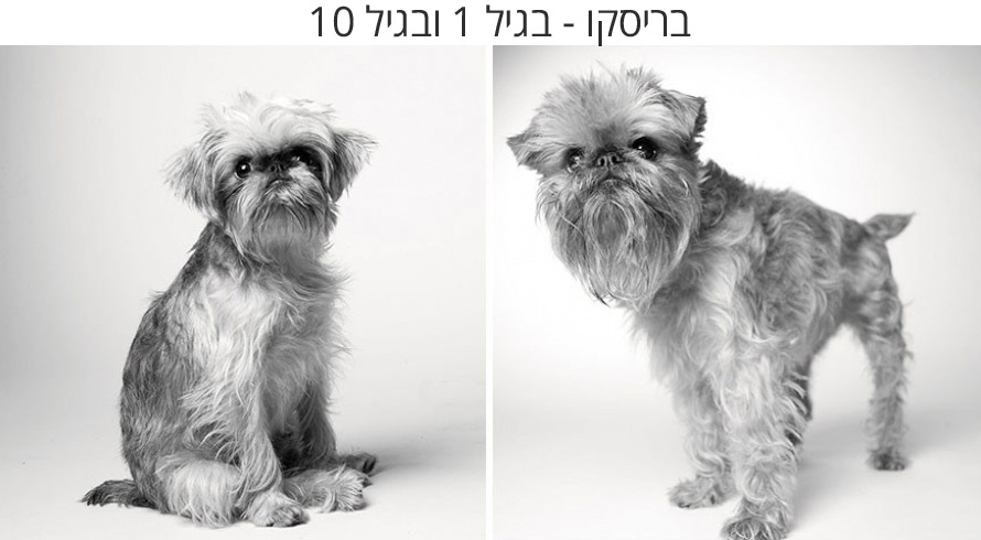 בריסקו2