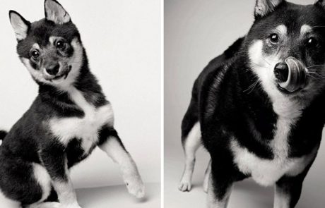 איך כלב נראה כשהוא מזדקן? פרויקט צילום מדהים של 20 שנה