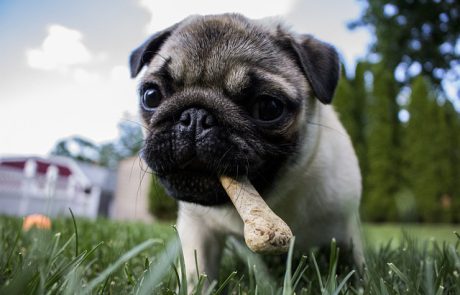 כל מה שאתם צריכים לדעת על אוכל לכלבים עצמות וחטיפים